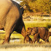 Elephants