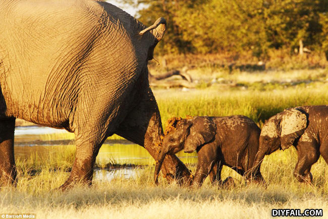 Elephants