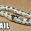Snake_fail